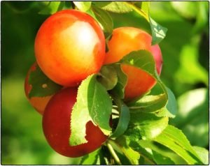 Mirabelle plum