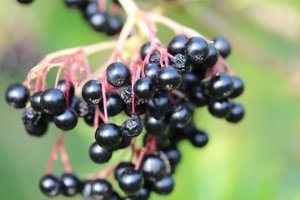 black current juice benefits