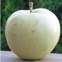 white apple